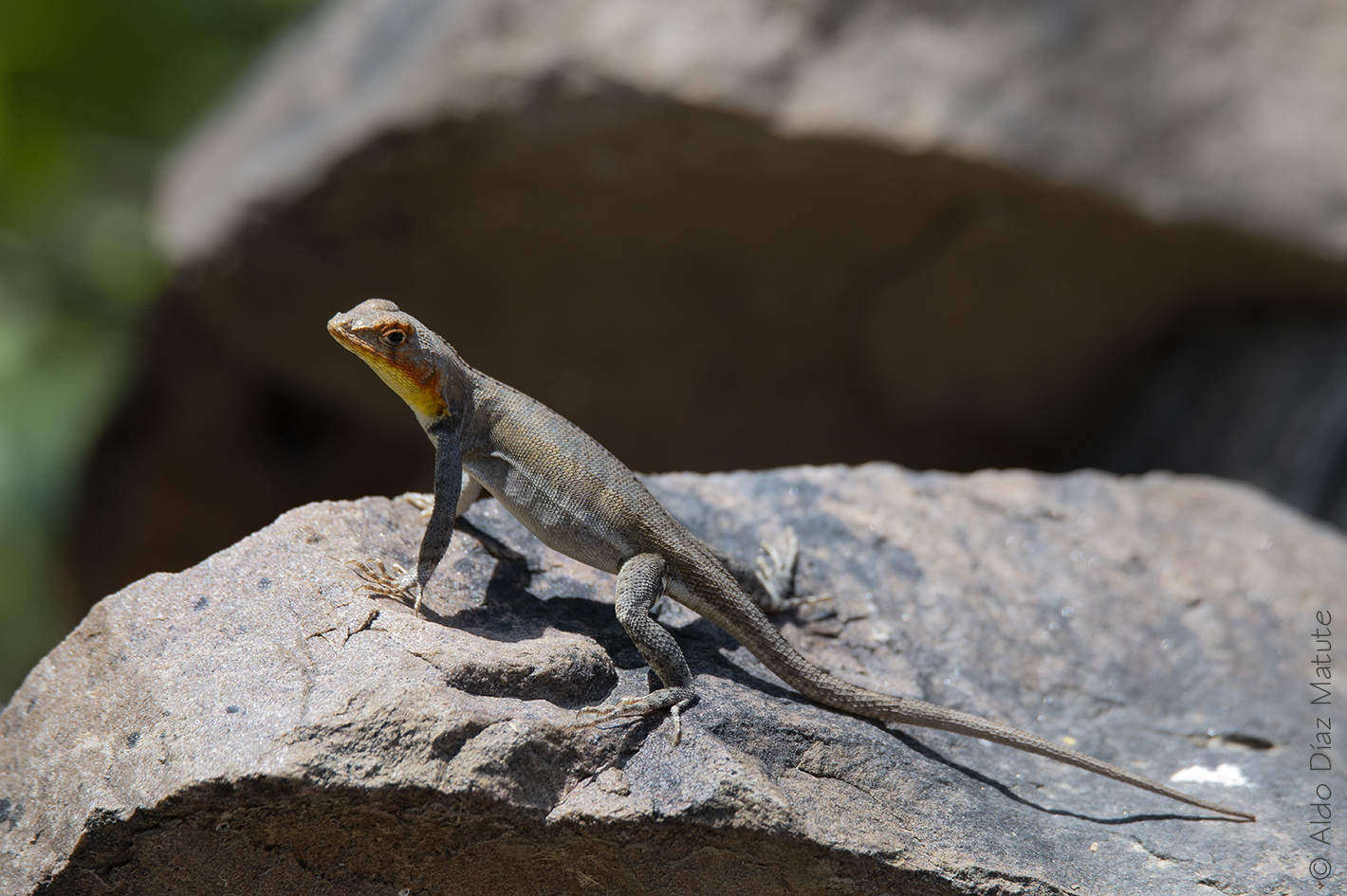 Microlophus koepckeorum 