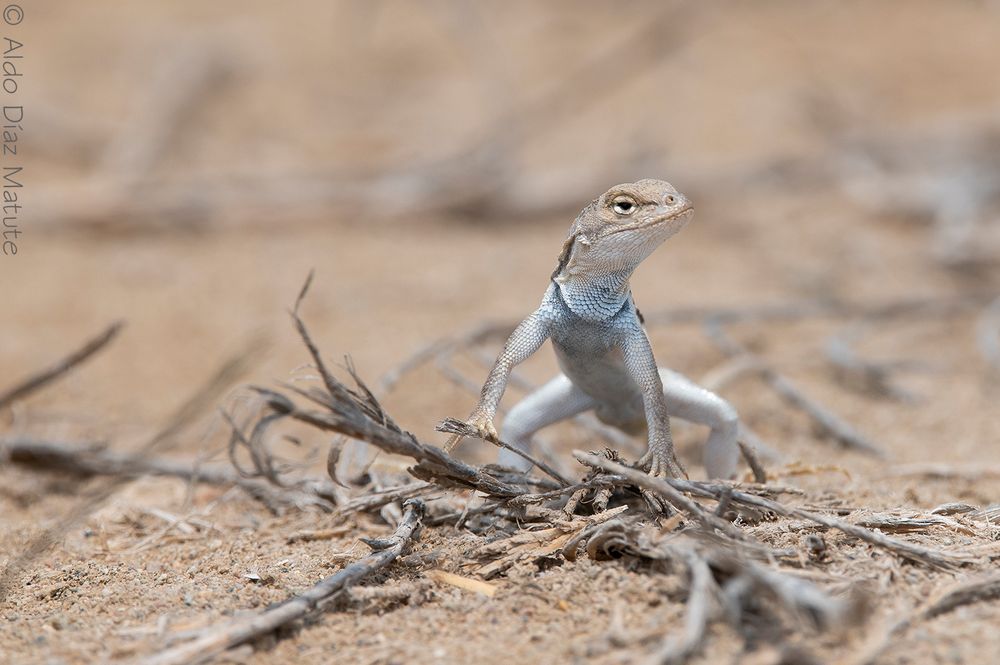 Microlophus peruvianus