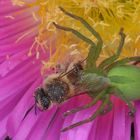 Micromata roseum mit Beute ( Portugal )