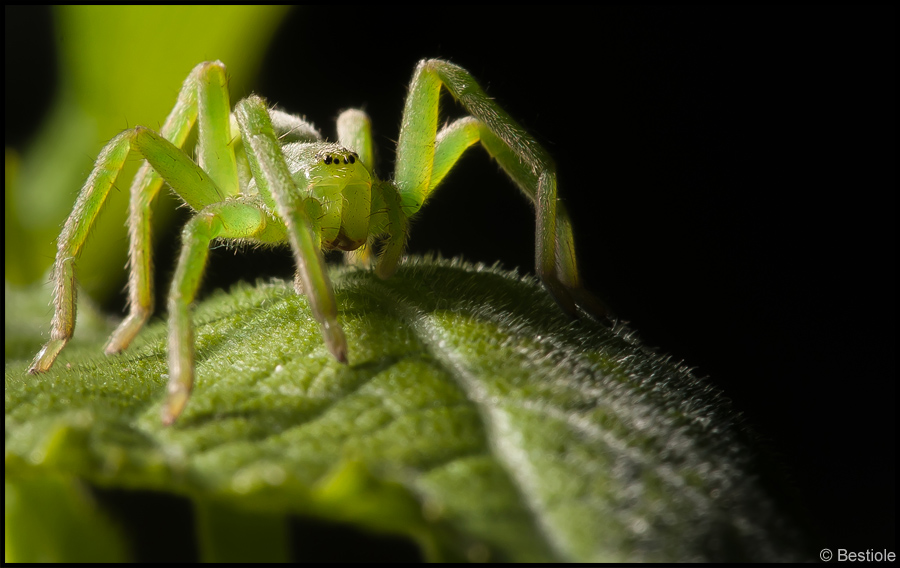 Micrommata Virescens