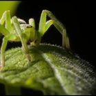 Micrommata Virescens