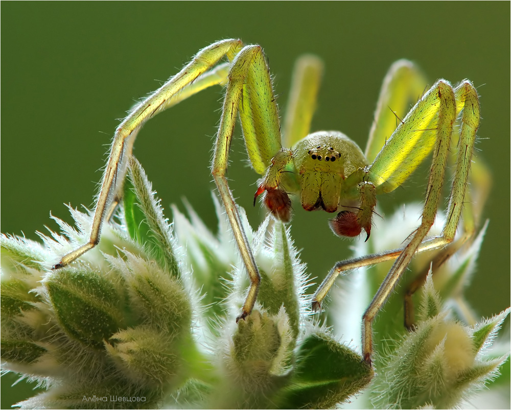 Micrommata virescens