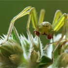 Micrommata virescens