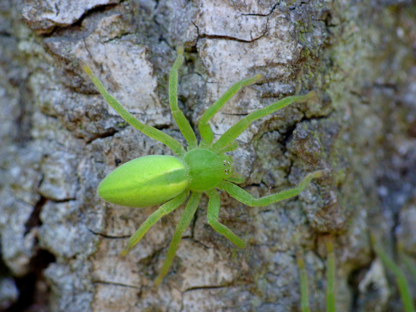 Micrommata virescens