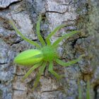 Micrommata virescens