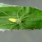 Micrommata virescens