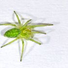 Micrommata virescens