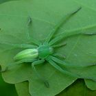 Micrommata virescens - schön, das stimmt!?