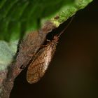 MICROMUS ANGULATUS, BRAUNER TAGHAFT - ein hübscher Netzflügler ...