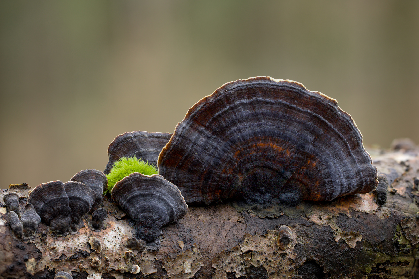 Microporus affinis?