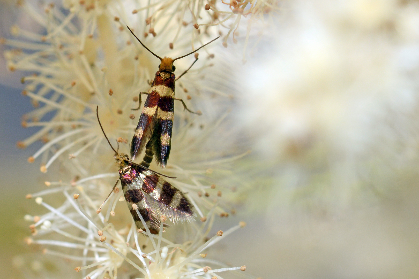 Micropterigidae, Urmotte (Micropterix rablensis), Kopula