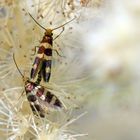 Micropterigidae, Urmotte (Micropterix rablensis), Kopula