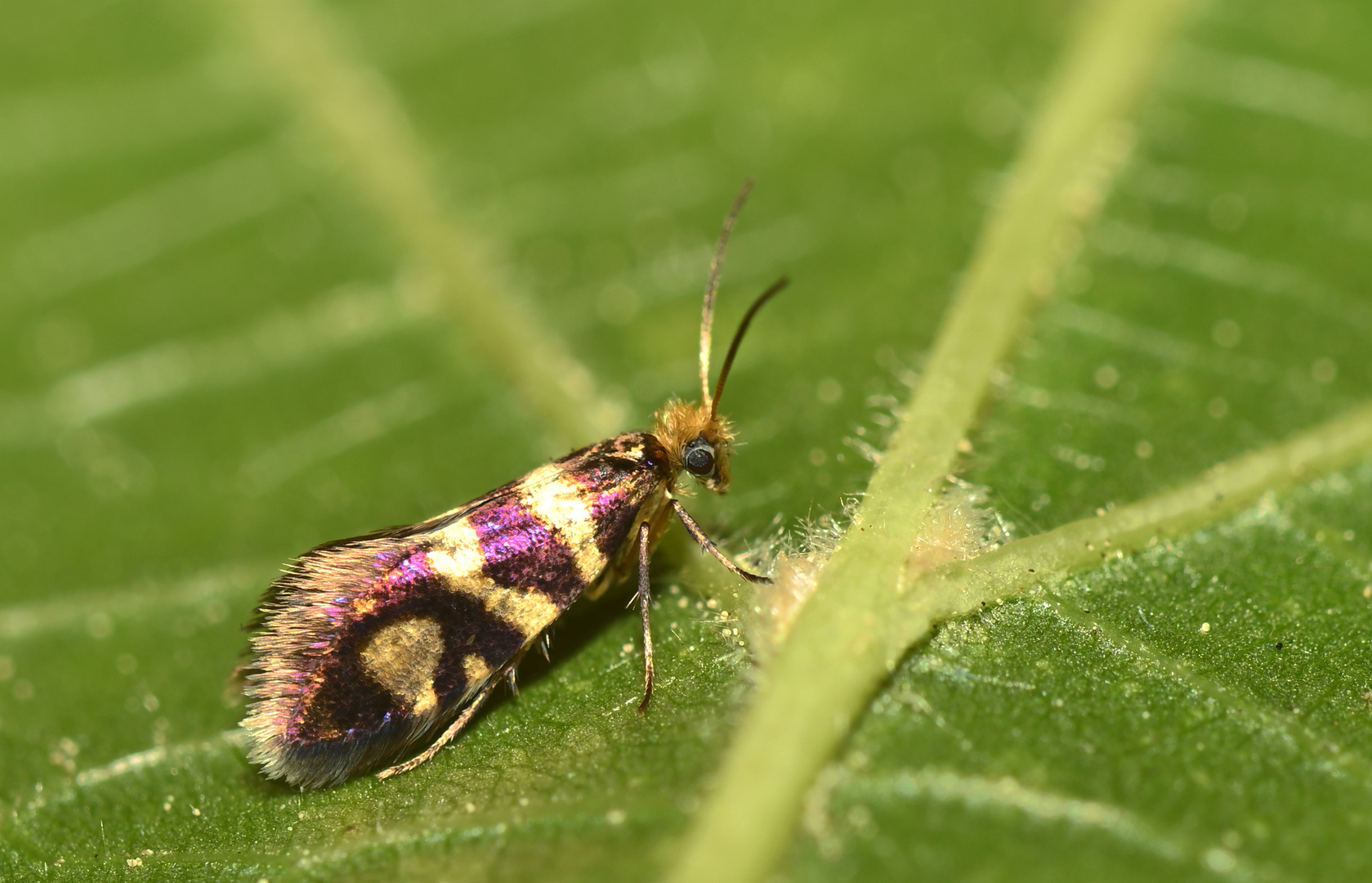 Micropterigidae, Urmotte (Micropterix rothenbachii)