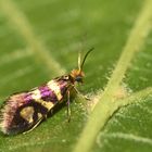 Micropterigidae, Urmotte (Micropterix rothenbachii)