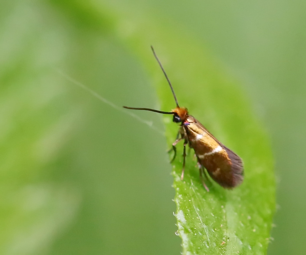 Micropterix aruncella Foto & Bild natur, insekten, tiere Bilder auf