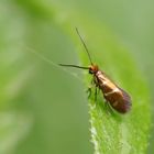 Micropterix aruncella