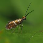 Micropterix aruncella