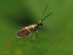 Micropterix aruncella