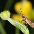 Micropterix calthella...