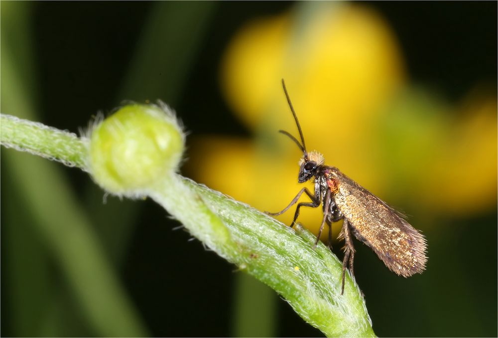 Micropterix calthella...