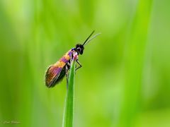 Micropterix mansuetella