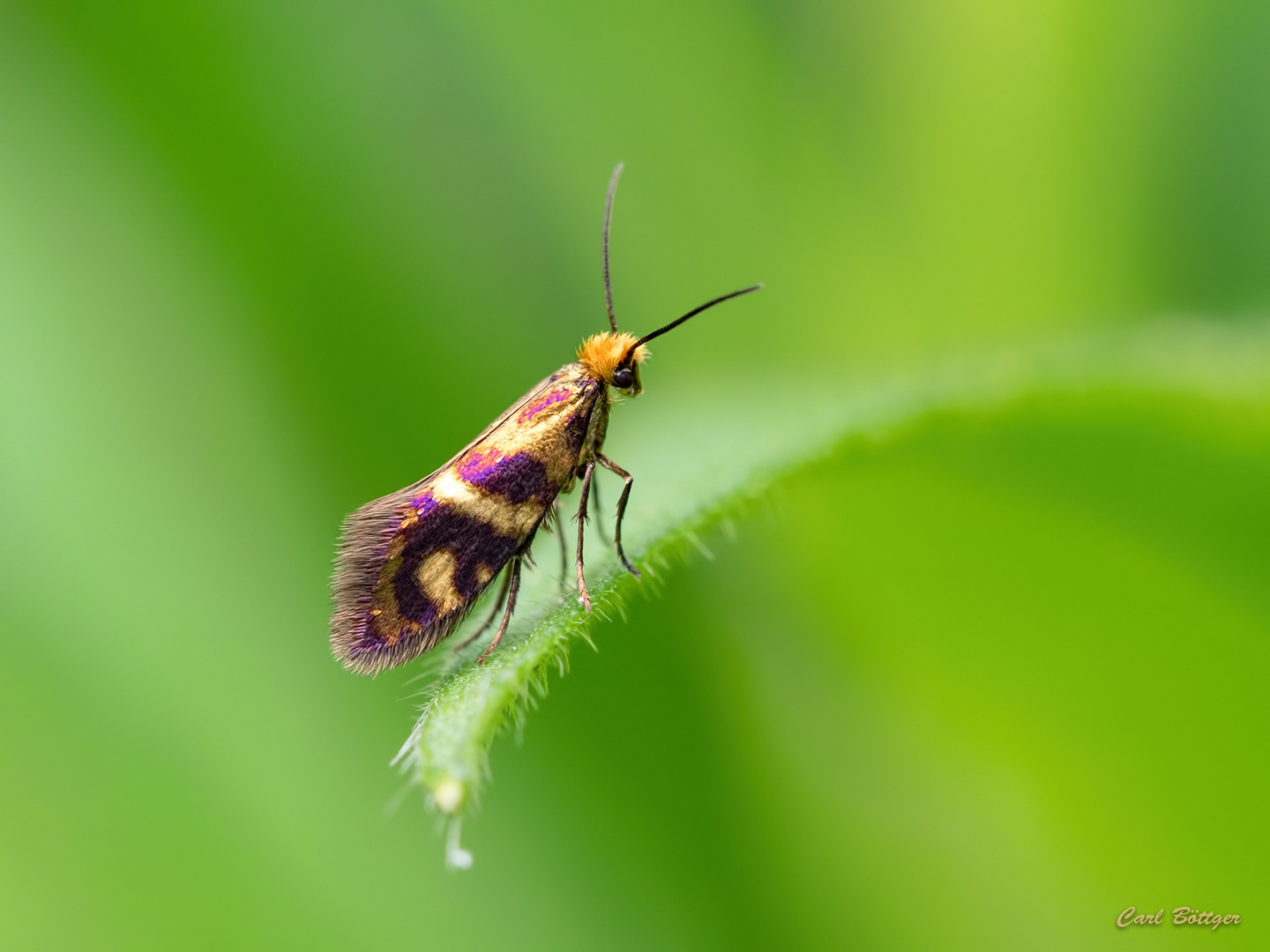 Micropterix osthelderi