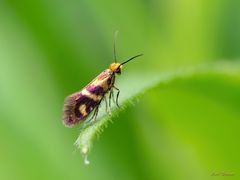 Micropterix osthelderi