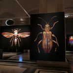 Microsculptures: Insektenschönheiten zum Staunen und Wundern 01