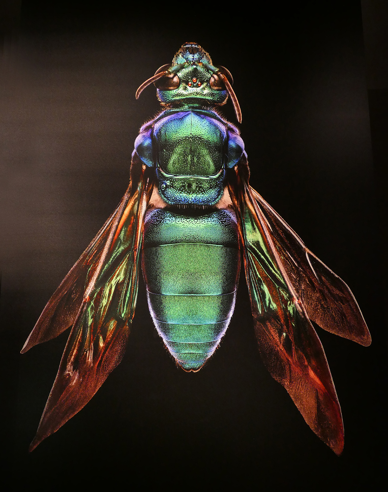 Microsculptures: Insektenschönheiten zum Staunen und Wundern 02