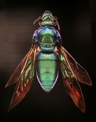 Microsculptures: Insektenschönheiten zum Staunen und Wundern 02