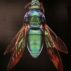 Microsculptures: Insektenschönheiten zum Staunen und Wundern 02