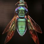 Microsculptures: Insektenschönheiten zum Staunen und Wundern 02