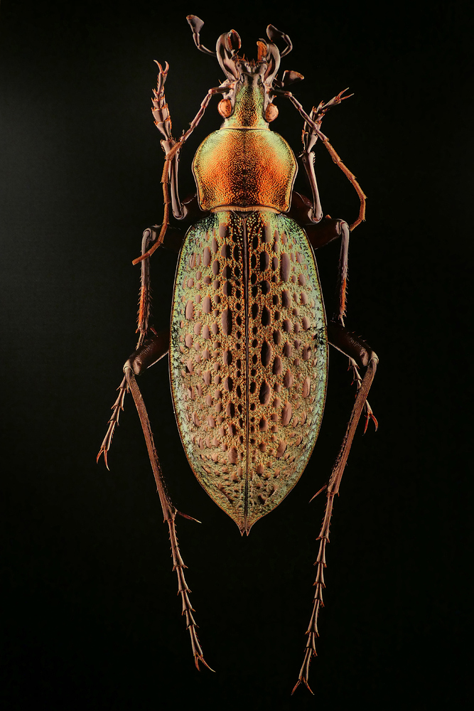 Microsculptures: Insektenschönheiten zum Staunen und Wundern 03