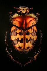 Microsculptures: Insektenschönheiten zum Staunen und Wundern 04