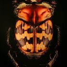 Microsculptures: Insektenschönheiten zum Staunen und Wundern 04