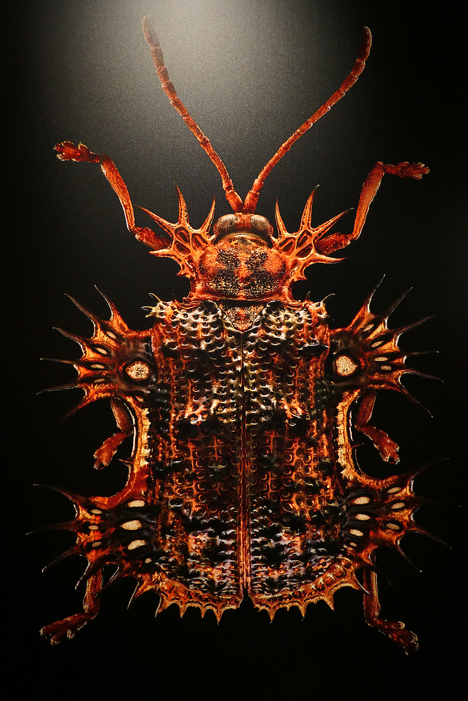 Microsculptures: Insektenschönheiten zum Staunen und Wundern 06