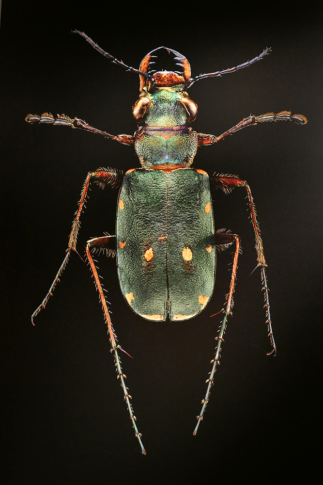 Microsculptures: Insektenschönheiten zum Staunen und Wundern 07