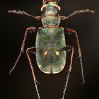 Microsculptures: Insektenschönheiten zum Staunen und Wundern 07