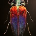 Microsculptures: Insektenschönheiten zum Staunen und Wundern 08