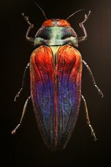 Microsculptures: Insektenschönheiten zum Staunen und Wundern 08
