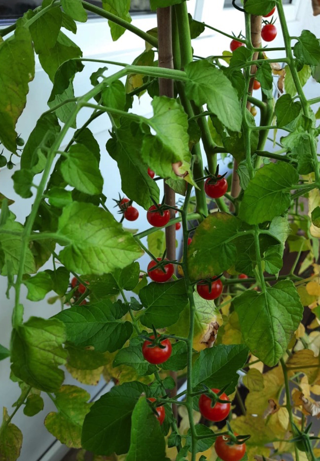 Microtomaten auf dem Balkon