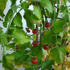 Microtomaten auf dem Balkon