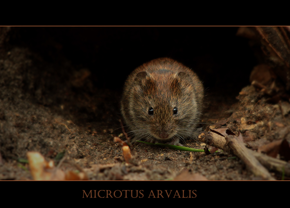 Microtus arvalis