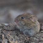 Microtus arvalis