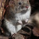 Microtus arvalis - Schau, ich kann schon Männchen machen!