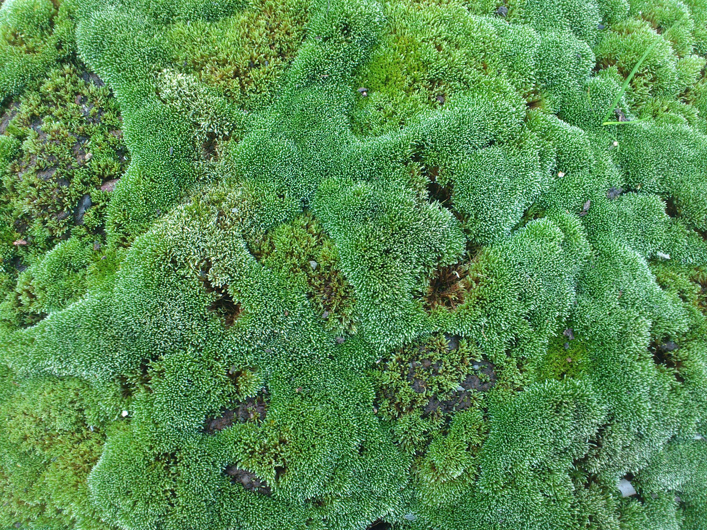 Microwald