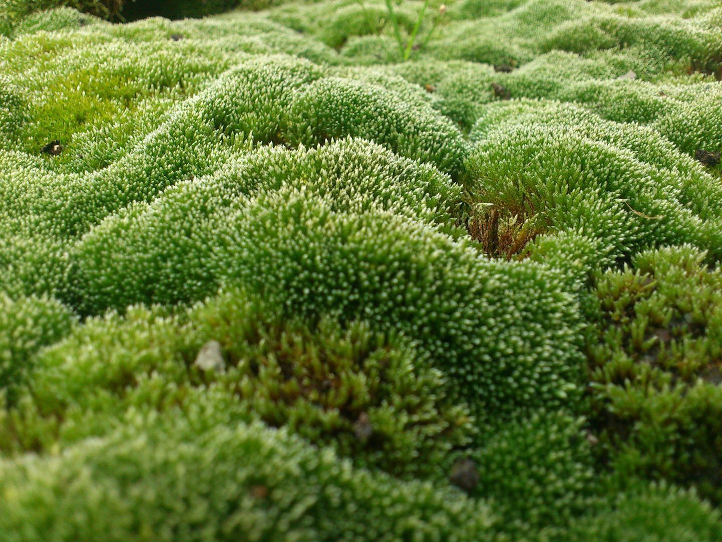 Microwald vor Augen