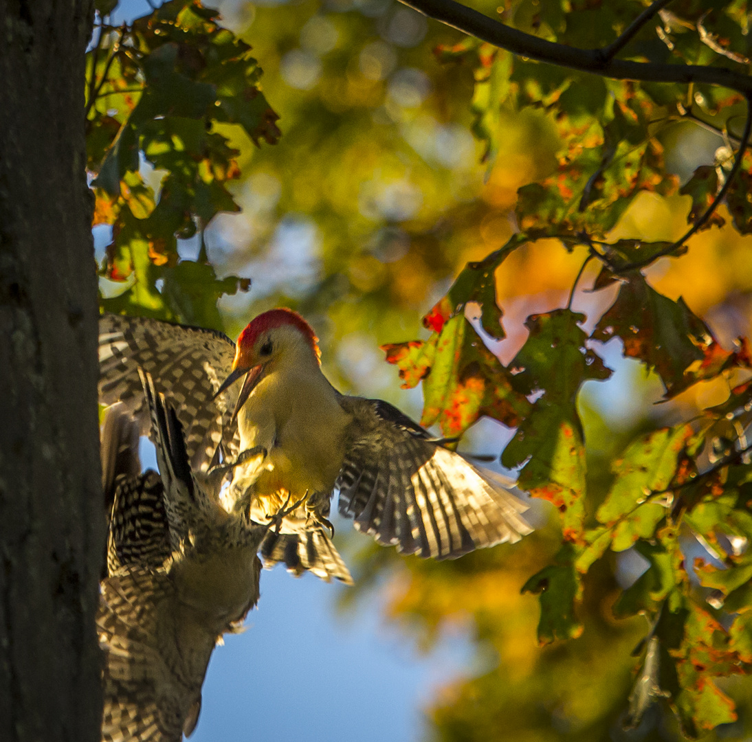 Mid air feeding