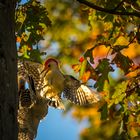 Mid air feeding