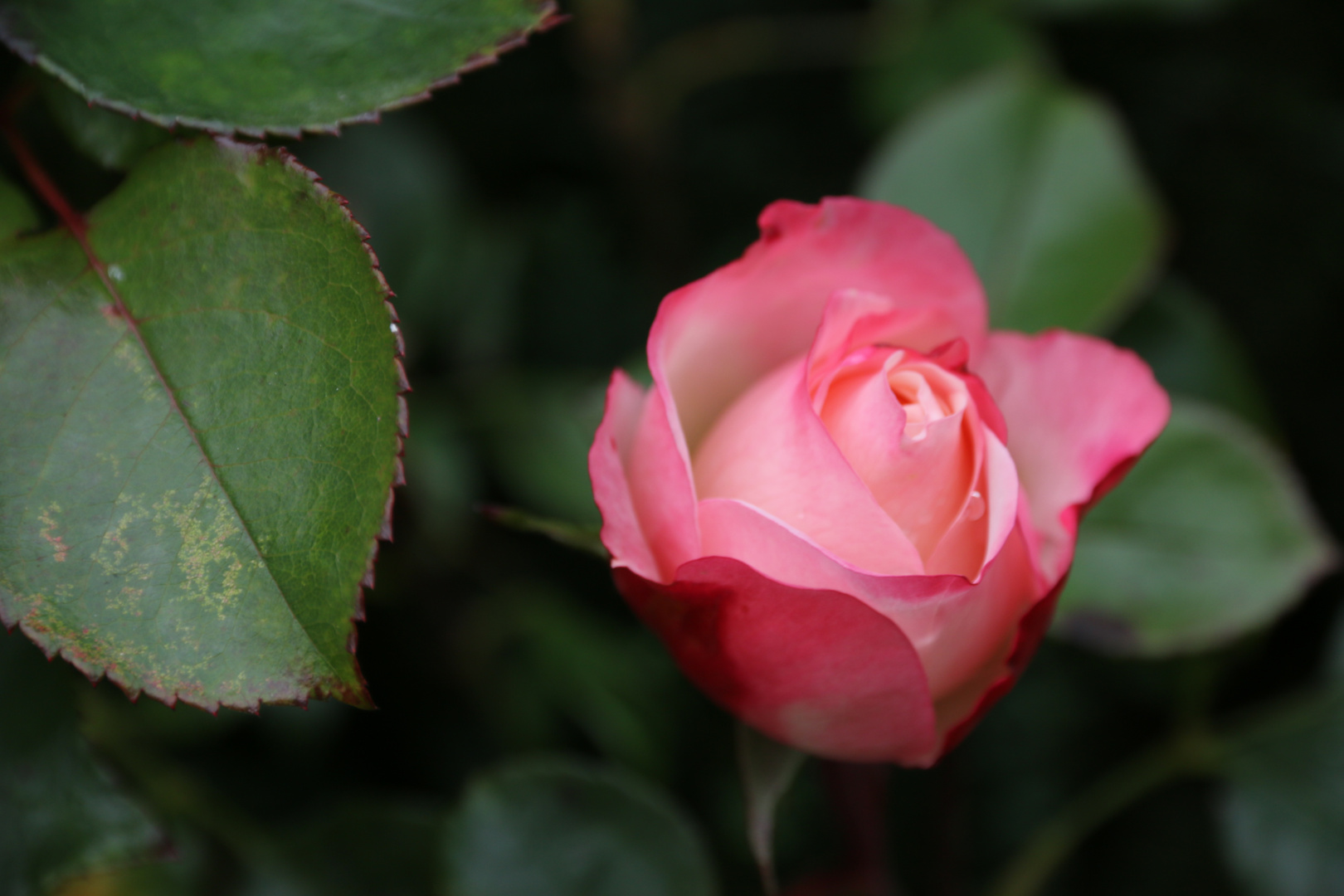 Mid-Fall Rose